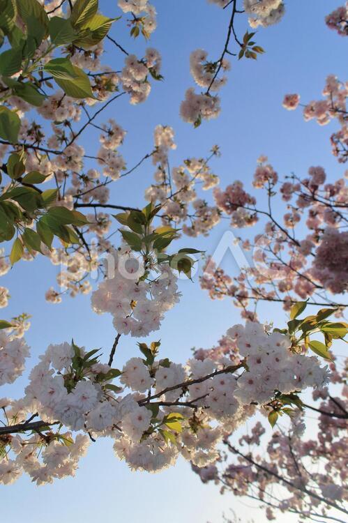 満開の八重桜です 八重桜,桜,花の写真素材