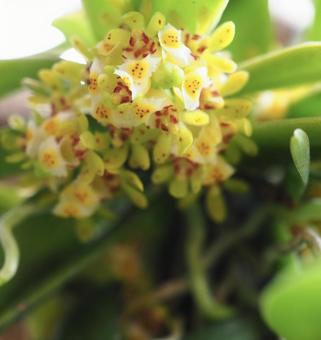 ラン ランの写真