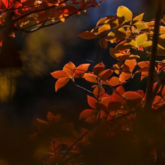 Autumn leaves at Kita-Urawa Park, JPG