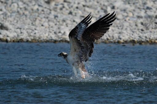 Dive of the Osprey Dive of the Osprey