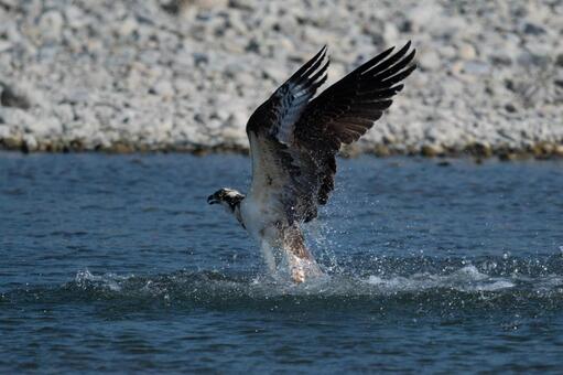 Dive of the Osprey, wild bird, JPG