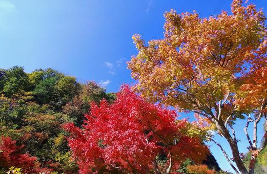 秋晴れの青空に映える紅葉 紅葉,もみじ,カエデの写真素材