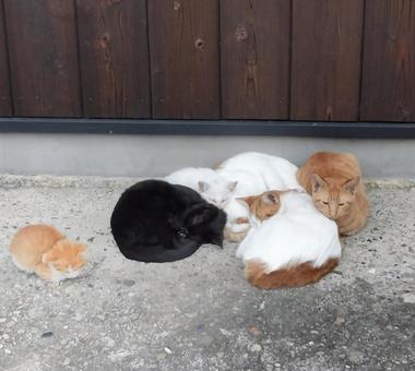 猫家族の寒さ対策 猫家族の寒さ対策 猫,野良猫,地域猫の写真素材