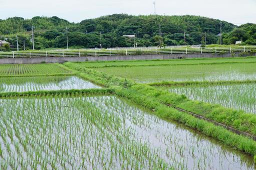 水田風景 水田風景の写真