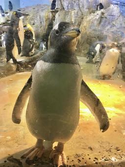 ジェンツーペンギン(のんほいパーク) ジェンツーペンギン(のんほいパーク) ジェンツーペンギン,ペンギン,鳥類の写真素材