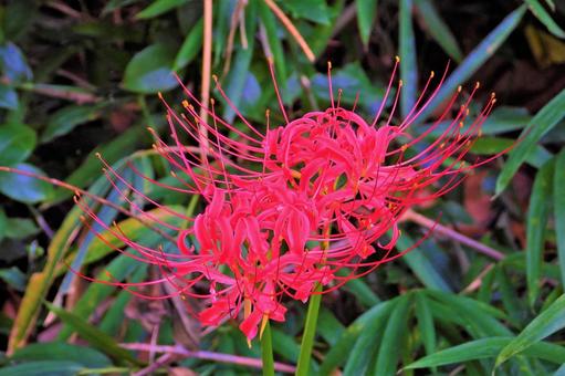 Red spider lily, JPG