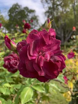 バラ 薔薇 花 バラ,薔薇,花の写真素材