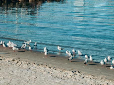 砂浜のゆりかもめ 砂浜のゆりかもめ ゆりかもめ,鳥,野鳥の写真素材