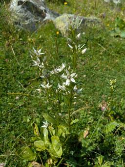 ウシュグリ村の花 花,フラワー,ワイルドフラワーの写真素材