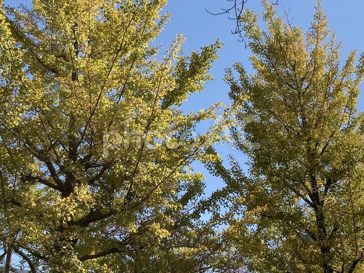 銀杏の木 銀杏,イチョウ,木の写真素材