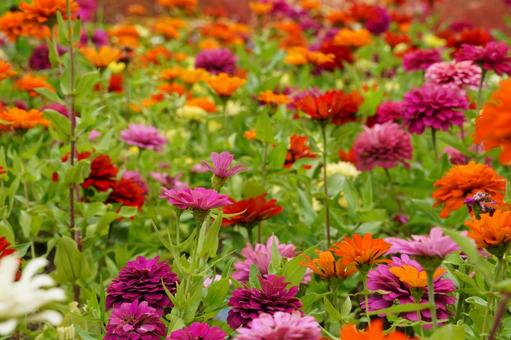 きれいな色とりどりのヒャクニチソウの花畑 きれいな色とりどりのヒャクニチソウの花畑 ヒャクニチソウ,ジニア,花畑の写真素材
