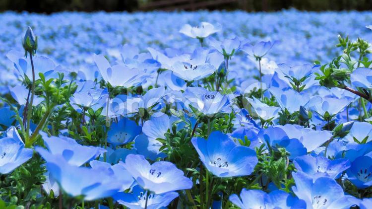青く輝くネモフィラ畑の風景 ネモフィラ,青い花,春の写真素材