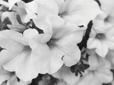 Photo, petunia, monochrome, natural, 