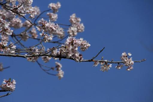 桜 桜の写真