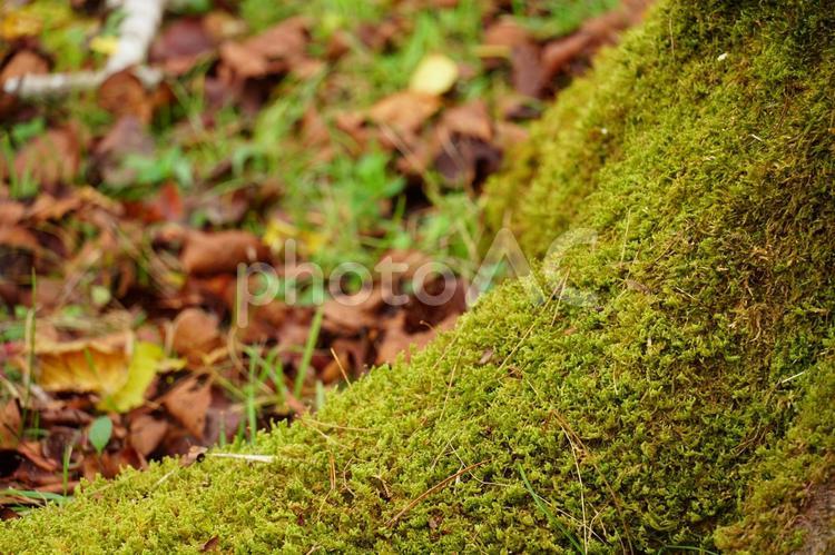 苔の生えた木 コケ,落ち葉,木の写真素材