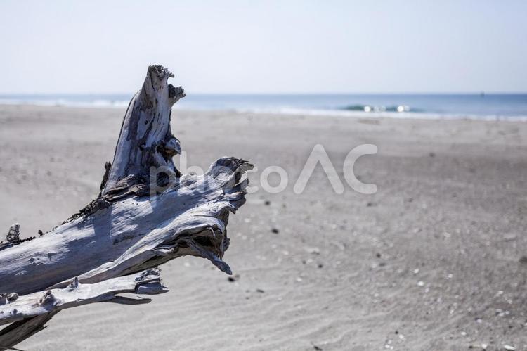 伊古部海岸24（豊橋市） 伊古部,流木,海岸の写真素材
