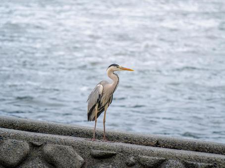 水辺のアオサギ 水辺のアオサギ サギ,アオサギ,野鳥の写真素材