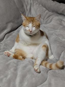 ねこ ねこ ペット,睡眠,寝台の写真素材