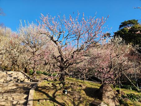熱海梅園 熱海梅園,熱海,梅園の写真素材