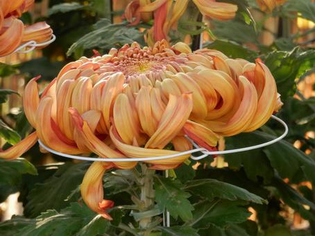 【風景写真】福山菊花展覧会の風景 キク,菊,菊花展の写真素材