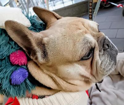 フレンチブルドッグ フレンチブルドッグ,ブヒ,クリームの写真素材