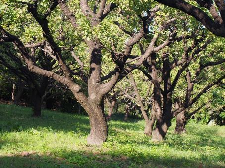 Wood, natural, outdoors, green, JPG