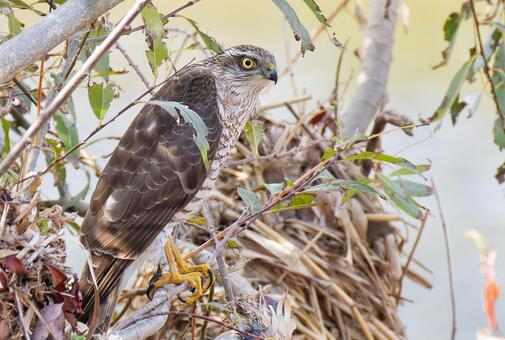 川辺から獲物を探すハイタカ幼鳥 ハイタカ,鷂,灰鷹の写真素材