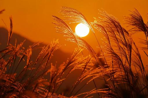 Silver grass dyed in the sunset-3, JPG