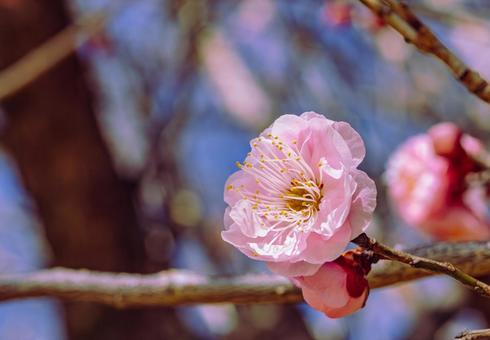 本庄運動公園 梅の花3ー72 本庄運動公園 梅の花3ー72の写真