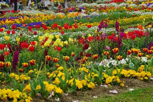 Colorful spring flower beds, JPG