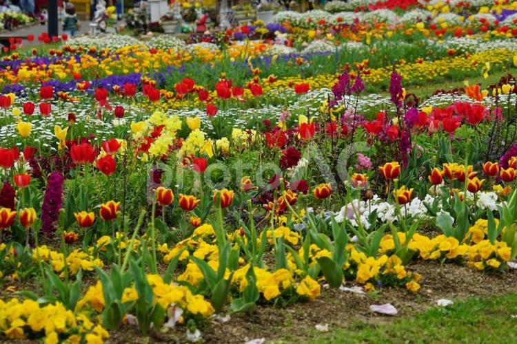 色とりどりの春の花壇 花壇,春,チューリップの写真素材