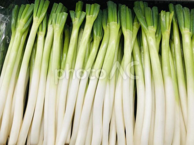 陳列された長ネギ　野菜 長ネギ,葱,ねぎの写真素材