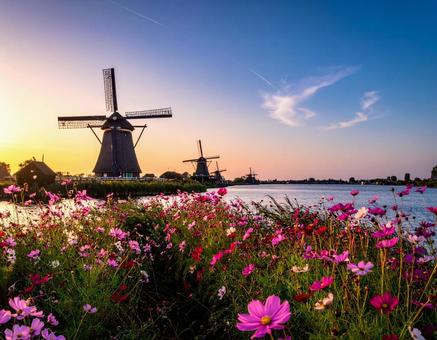 コスモス畑の写真