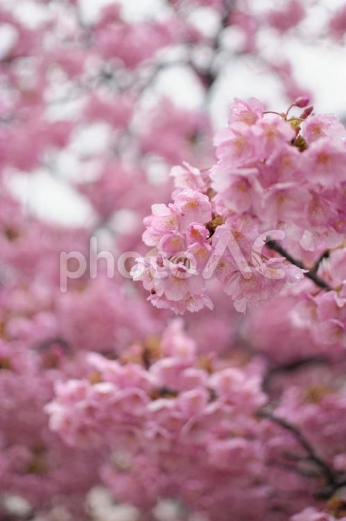 濡れた桜 さくら,サクラ,春の写真素材