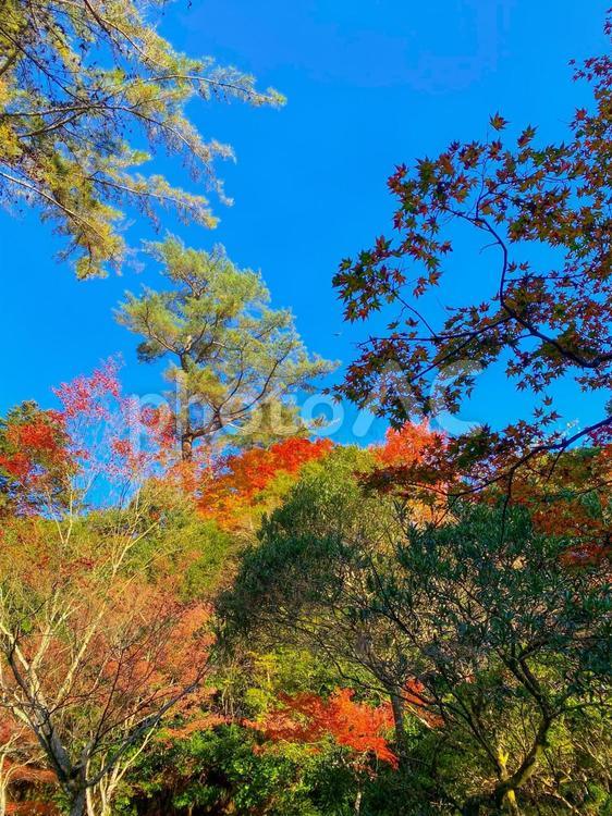 青空ともみじ 自然,秋,きれいの写真素材