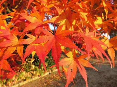 秋のイメージ 秋のイメージの写真