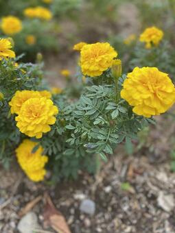 Yellow flower, kembang, alam, plant, JPG