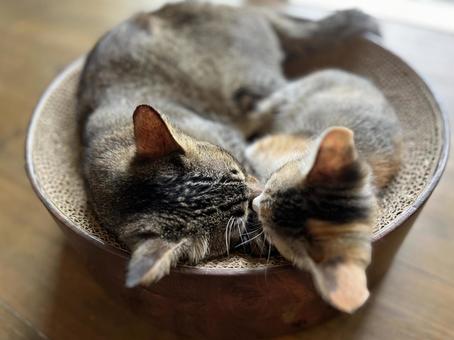 三毛猫　きじとら　仲良くお昼寝の写真
