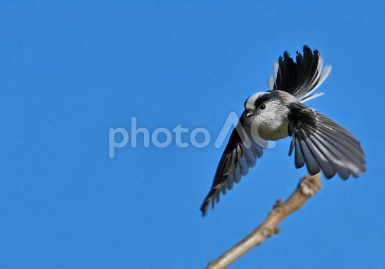 羽ばたくエナガ2 エナガ,野鳥,羽を広げるの写真素材