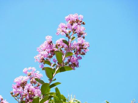 [Flower Photo] Pink Crape Myrtle, JPG
