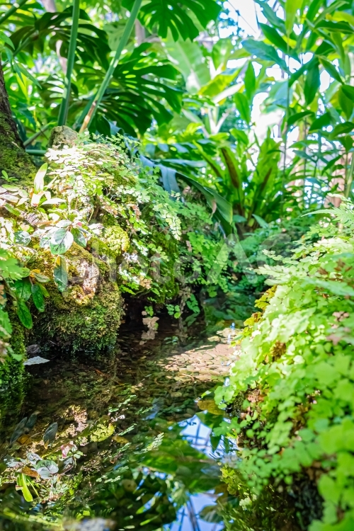 東京　江東区　夢の島熱帯植物館 風景,景色,東京の写真素材