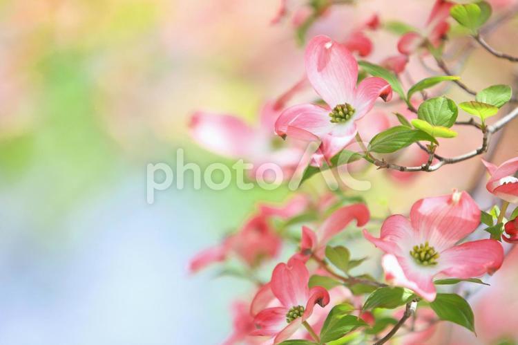 ハナミズキ　花水木　ピンクの花 ハナミズキ,花水木,はなみずきの写真素材