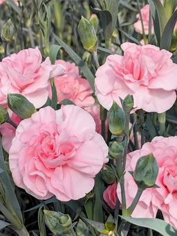 鮮やかなカーネーション 母の日,カーネーション,花の写真素材