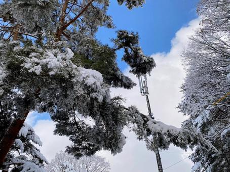 青空と雪景色 青空と雪景色 青空,雪景色,雪の写真素材
