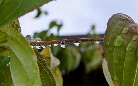 枝の水滴 枝の水滴の写真