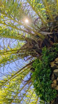 Photo, palm tree leaves, sun, sunny, 