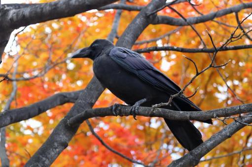 カラス 鳥,野鳥,野生の写真素材