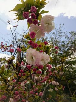 花 花の写真