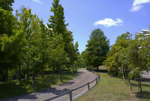 Photo, park, green, plant, 