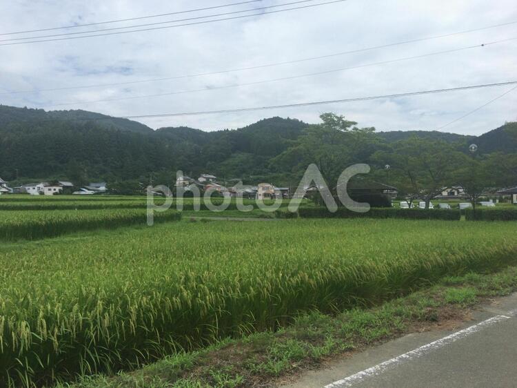 田舎の風景 農業（商業企業）,風景,米の写真素材
